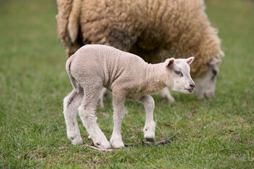 Naklejka na ściany i meble Lamb of white Flemish sheep in the meadow