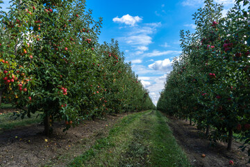 Fototapeta na wymiar Ripe apple in the garden ready for picking at the autumn