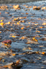 Lot of maple leaves floating in a swirling stream in the autumn season vertical orientation