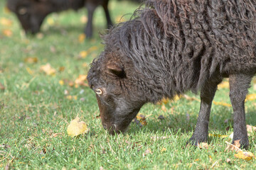 Female ouessant sheep ewe grazing