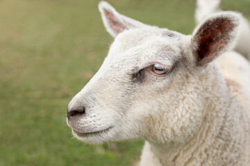 Naklejka na ściany i meble Close up portrait of a lamb
