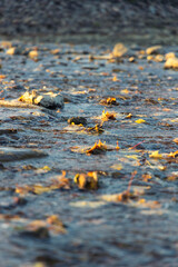 Fototapeta premium Floating fallen yellow leaves in the stony brook in the autumn season