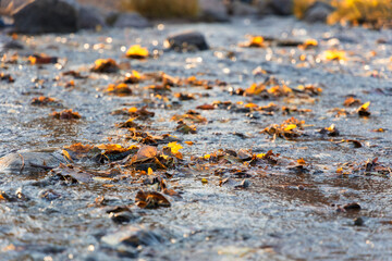 In the evening light autumn stream with floating fallen yellow leaves