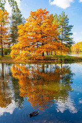 Oak tree reflected in water, autumn foliage in Catherine park, Pushkin (Tsarskoe Selo), Saint Petersburg, Russia