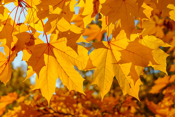 Vibrant maple foliage background in sunny autumn day