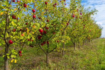 Fototapeta na wymiar Beautiful orchard of ripe apples on a sunny day