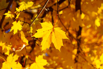 Naklejka na ściany i meble Autumn background of maple foliage in sunny day