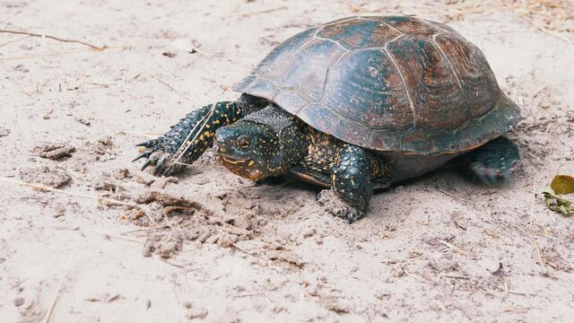 European Pond Turtle is Slowly Crawling along Sand in Forest. Large river turtle pokes neck out of shell. Reptile with powerful paws, claws, spotted head. Summertime. Wild nature. 4K. Slow motion.