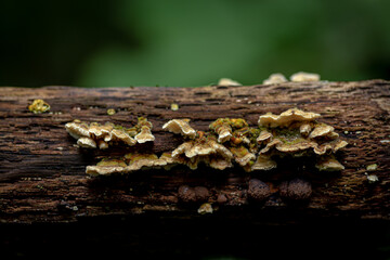 fungi on tree