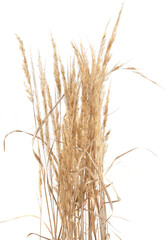 Obraz premium Dry reeds isolated on white background. Abstract dry meadow plants, grass, herbs.