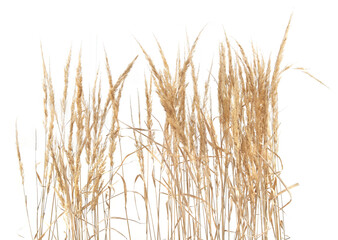 Dry reeds isolated on white background. Abstract dry meadow plants, grass, herbs.