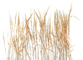 Dry reeds isolated on white background. Abstract dry meadow plants, grass, herbs.