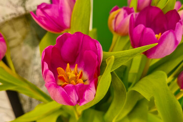 Top view of the flowering tulips, congratulations on the holiday.