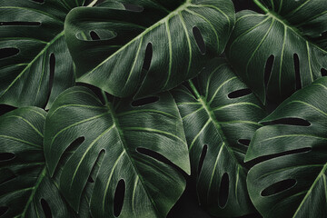 Fototapeta Night mystical dramatic jungle and monstera leaves and layout pattern in tropical moody forest obraz