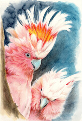 Watercolor pencils illustration of two pink Major Mitchell's cockatoo with colorful tufts and bright pink feathers sitting on a tree branch on a gray-blue background © Мария Тарасова