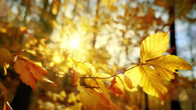 The sun shining through yellow autumn leaves in a forest, with the movement of a gentle breeze