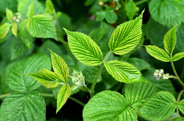 Juicy green young raspberry leaves in a drop of water. Floral background.