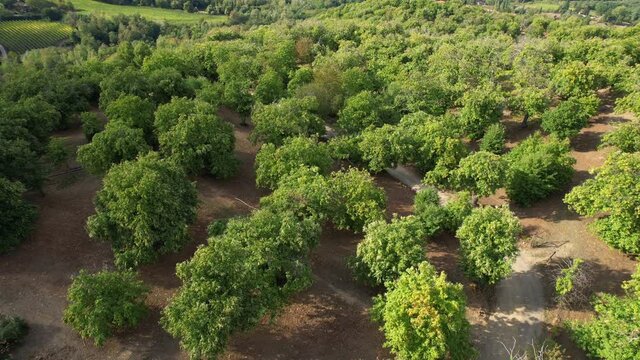 circular aerial shot of a beautiful secular chestnut forest in the mountains near Greve in Chianti (Florence), just before the chestnut harvest in October. Italy.