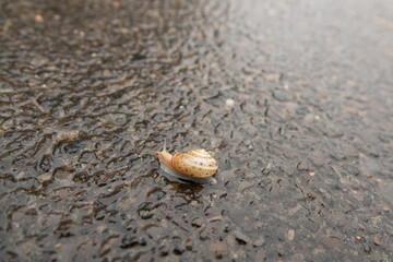 ein langer Weg für eine kleine Schnecke