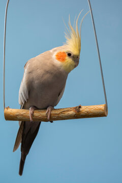 papuga nimfa na huśtawce