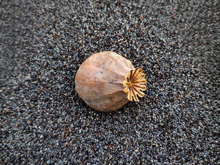 Poppy seeds and heads