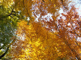 Wald - Blätterdach mit Herbst Farben