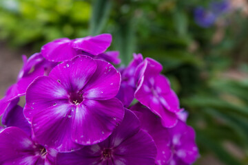 lila Phlox, Staudenbeet im Garten