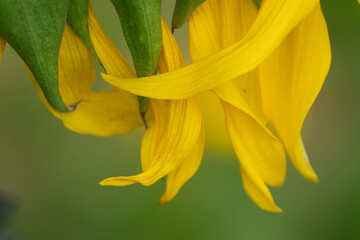 gelbe Zungenblüten einer Sonnenblume
