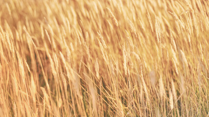 Bright golden rye field with selective focus panoramic