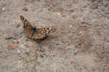 ein Waldbrettspiel (Schmetterling) auf einem sandigen Waldweg