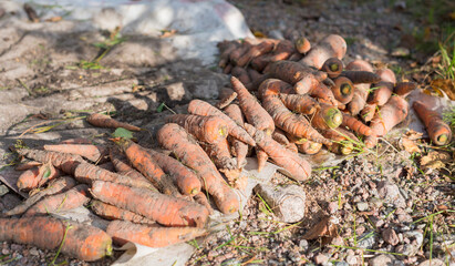 the harvest of fresh red carrots fresh from the soil lies in rows on the grass and stones  in the sun
