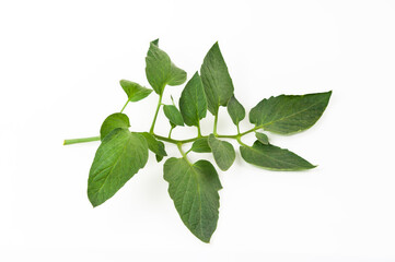 Fototapeta premium tomato leaves on a white background