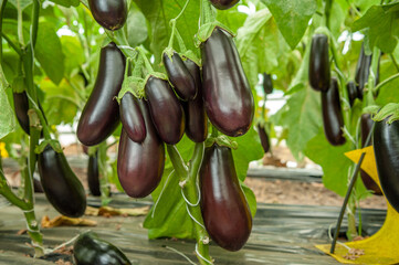 eggplant ripe on a plant in a greenhouse