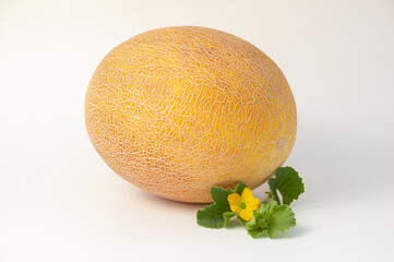 melons ripe on a white background and in the beds