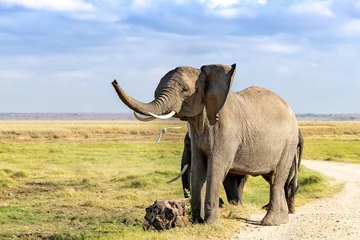 Zelfklevend Fotobehang Trumpeting African elephant in Amboseli National Park, Kenya © Rixie