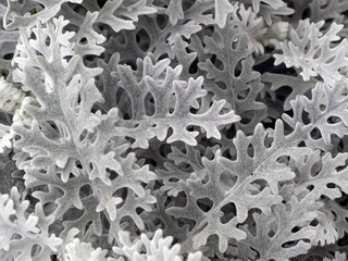 Gray green leaves of cineraria in macro. Exotic dusty miller plant close-up. Natural background of cineraria maritima. Silver dust herb. Beautiful senecio cineraria. Rough leaves of amazing plant.