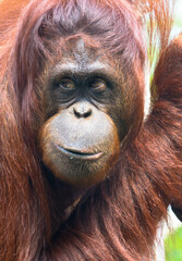Close up portrait of a male orangutan in profile. Face of an adult Bornean orangutan. Apenheul Primate Park, Apeldoorn, Netherlands