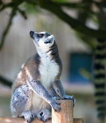 Close up of a ring-tailed lemur with a dense green leaf background