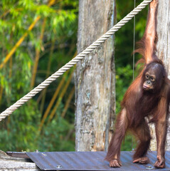 A brown orangutan hanging on a rope in a zoo. Appenheul, Apeldoorn, Netherlands