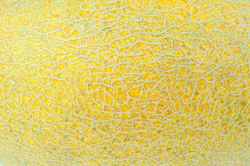 melons ripe on a white background and in the beds