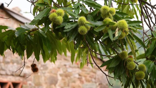 hedgehogs hanging from branches of old centuries-old chestnuts trees swaying in the wind just before the October chestnut harvest in autumn. italy.