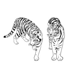 Two tigers black silhouettes on white background chinese tiger simple realistic sketch hand ink drawing vector illustration