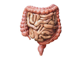Large and small Intestine isolated on white. Human digestive system anatomy. Gastrointestinal tract. 3d illustration