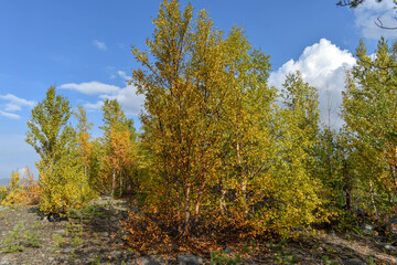 Fototapeta premium In early autumn, in northern Russia, the trees in the forest began to turn yellow.