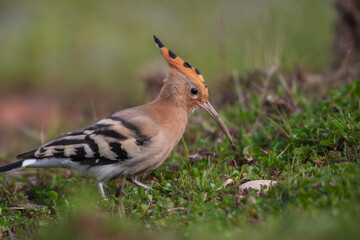 Eurasian Hoopoe (Upupa epops) feeding on grass