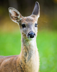 Young adult white-tailed deer on a clover field during autumn in Southern Finland