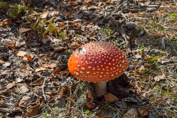 Amanita mushroom grows in a pine forest. Close-up.