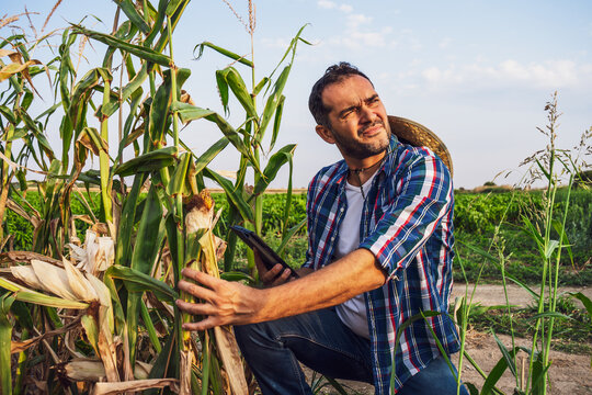 Farmer Is Displeased And Sad Because His Corn Field Is Devastated By Drought.