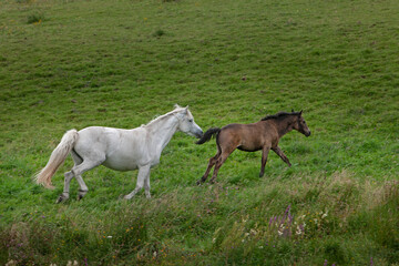 Obraz na płótnie Canvas Running Horses. Ireland Mountains. Connemara. 