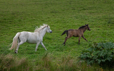 Fototapeta na wymiar Running Horses. Ireland Mountains. Connemara. 